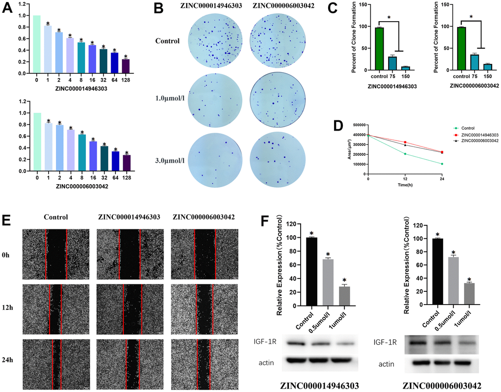 Anti- Ewing sarcoma effects of ZINC000014946303 and ZINC000006003042. (A) Cellular viability of Ewing sarcoma cells treated with ZINC000014946303 and ZINC000006003042. (B) Colony formation assay results demonstrate the anti-proliferative effects of ZINC000014946303 and ZINC000006003042 in Ewing sarcoma cells. (C) Numbers of clones formed by Ewing sarcoma cells. (D) Scratch assay results demonstrate that ZINC000014946303 and ZINC000006003042 suppressed the migration of Ewing sarcoma cells. (E) Images from the wound-healing assay representing the migration capacity of Ewing sarcoma cells. Anti- Ewing sarcoma effects of ZINC000014946303 and ZINC000006003042 targeting IGF-1R. (F) Results of western blot; Relative expression of IGF-1R(%Control).