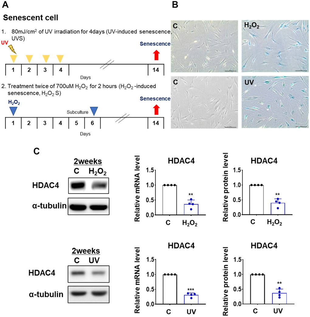 HDAC4 is decreased in H2O2- and UV-induced cellular senescence.  (A) A scheme of H2O2- and UV-induced cellular senescence using human dermal fibroblasts (B) Senescence-associated beta-galactosidase assay was performed to detect senescent cells for control (left) and senescence-induced (right) cells (n = 4 each). Original magnification: x100. (C) HDAC4 expression analyzed by quantitative RT-PCR or western blotting. Alpha-tubulin was used as loading control. Data represent the mean ± SE (n = 4, ** P 