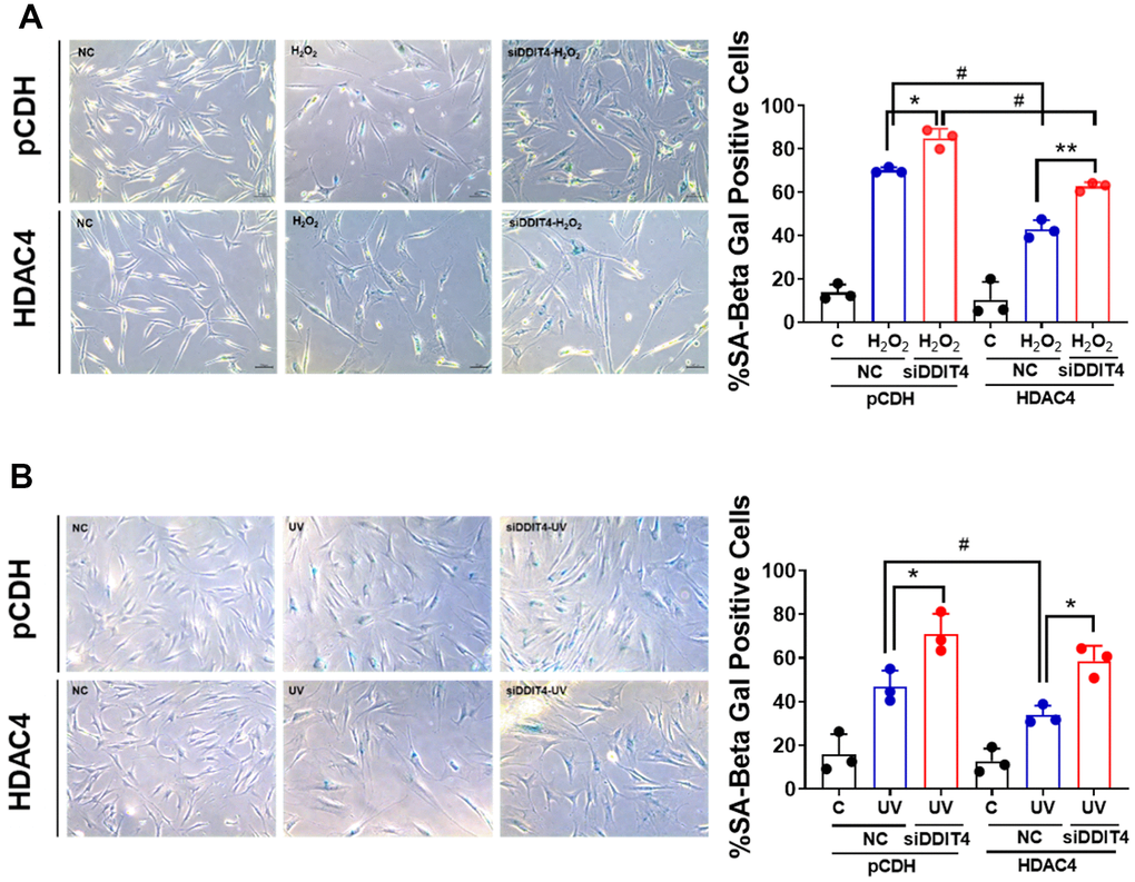 Inhibition of DDIT4 exacerbates cellular senescence. (A, B) Primary dermal fibroblasts were subject to senescence induction with H2O2 or UV. After senescence induction, cells were transfected with negative siRNA or DDIT4 siRNA for 48 h. Beta-galactosidase assay was performed to detect senescent cells. Original magnification: x100. Data represent the mean ± SE (n=3, * P 