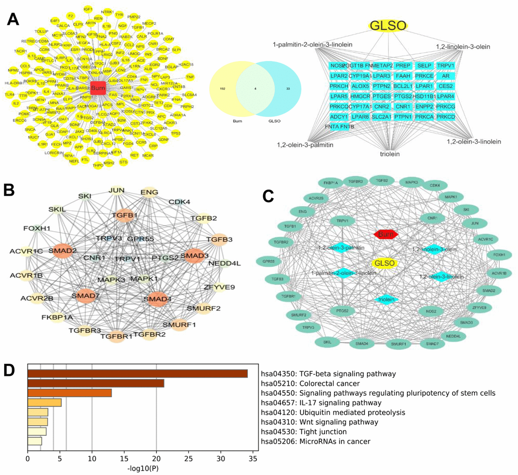 Network pharmacology analysis of GLSO drug-ingredients’ targets. (A) left, Burn disease-associated molecules; right, Potential targets of GLSO; middle, overlap of left and right. (B) Network analyzer analysis of GLSO drug-ingredients’ targets. (C) GLSO-ingredients-disease-targets network. (D) KEGG analysis of potential GLSO targets.