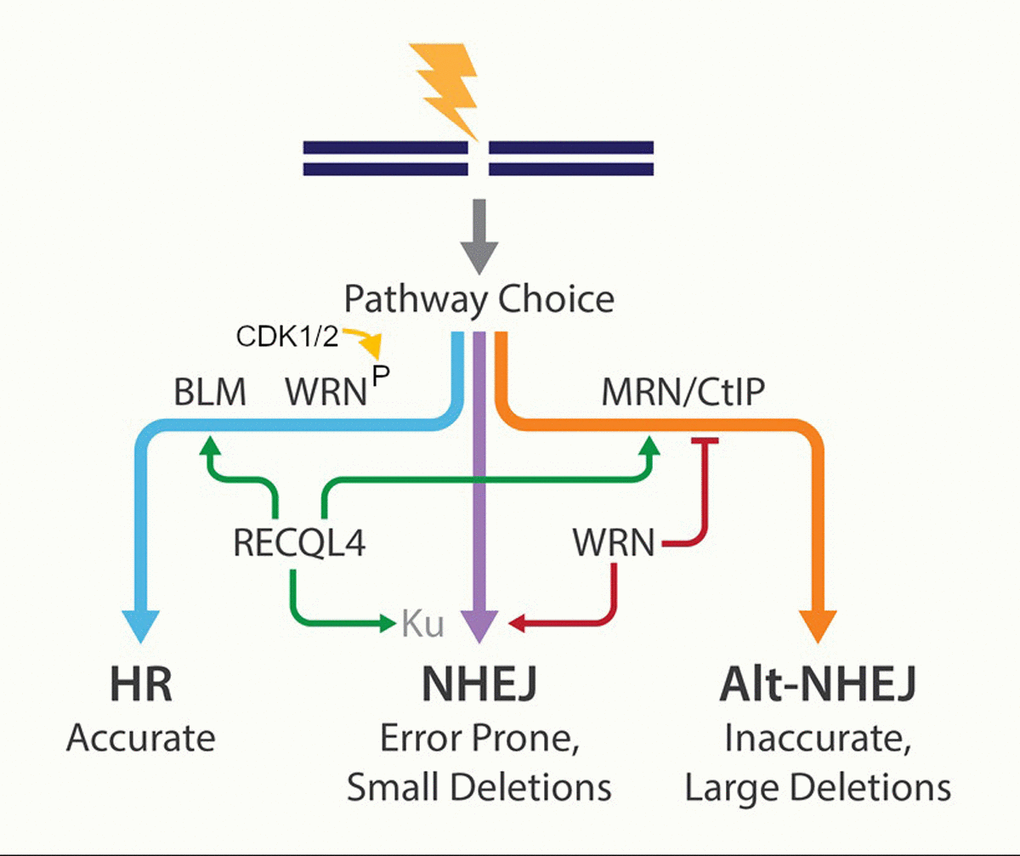 Points of control by human RecQ helicases in DSB repair pathway choice. HR, homologous recombination; NHEJ, non-homologous end joining; Alt-NHEJ, alternative non-homologous end joining.