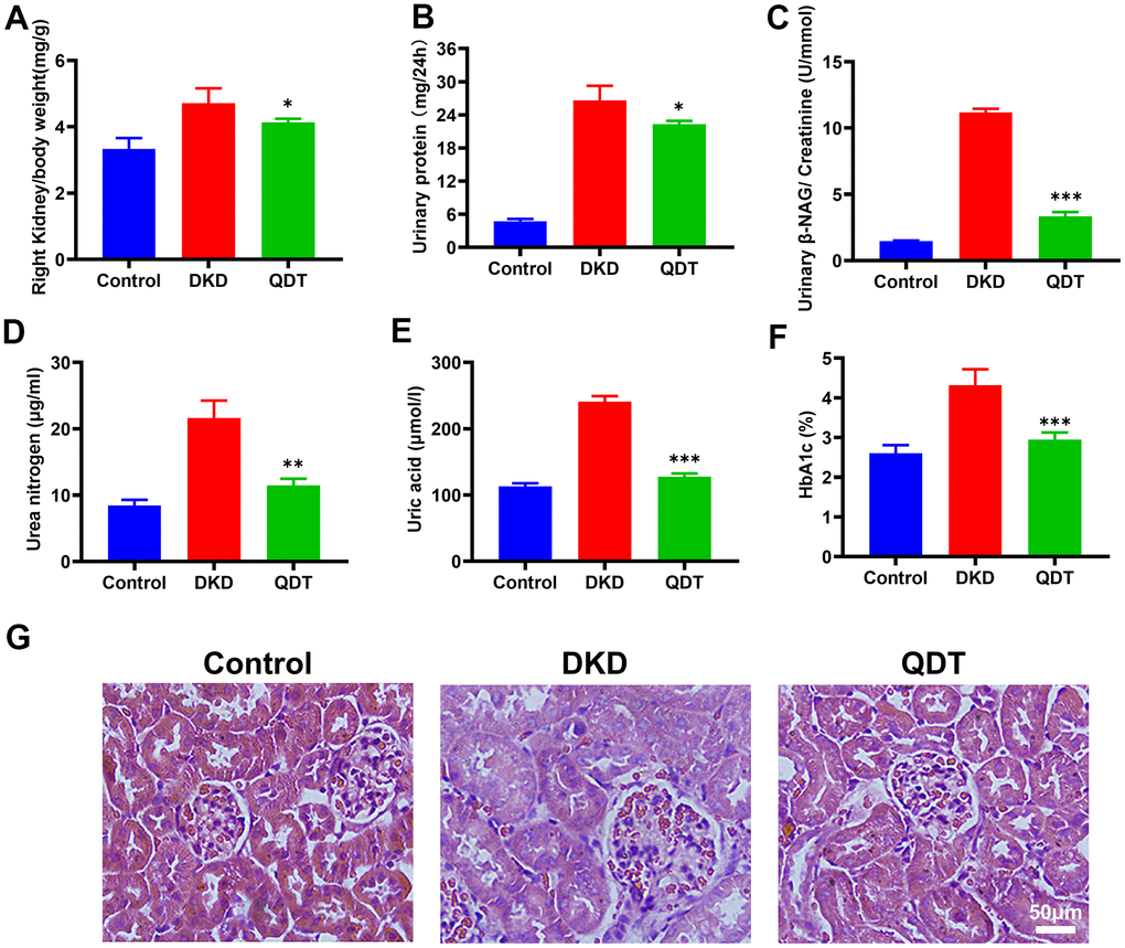 Qidantang Granule alleviated morphological changes of kidney and improved renal function. (A) Right kidney/body weight; (B) Urine protein of 24 h; (C) Urinary β-NAG/urinary creatinine; (D) Serum urea nitrogen; (E) Serum uric acid; (F) The percentage of HbA1C. (G) H&E staining showed the tissue damage with histology of the kidney. Data are expressed as means SD. n=6. *p 