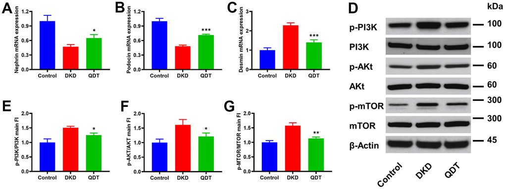 Qidantang Granule ameliorates renal injury by inhibiting PI3K/Akt/mTOR signaling pathway in DKD rats. The rats were administrated with 200 mg/kg Qidantang Granule by gavage for 9 weeks. qRT-PCR to detect the mRNA levels of Nephrin (A), Podocin (B), and Desmin (C) in the renal tissues of rats in each group; (D) Western blot to detect the protein levels of p-PI3K, PI3K, p-Akt, Akt, p-mTOR, and mTOR in the renal tissues of rats in each group. (E–G) Quantification of p-PI3K, p-AKT and p-mTOR. n=3. *p 