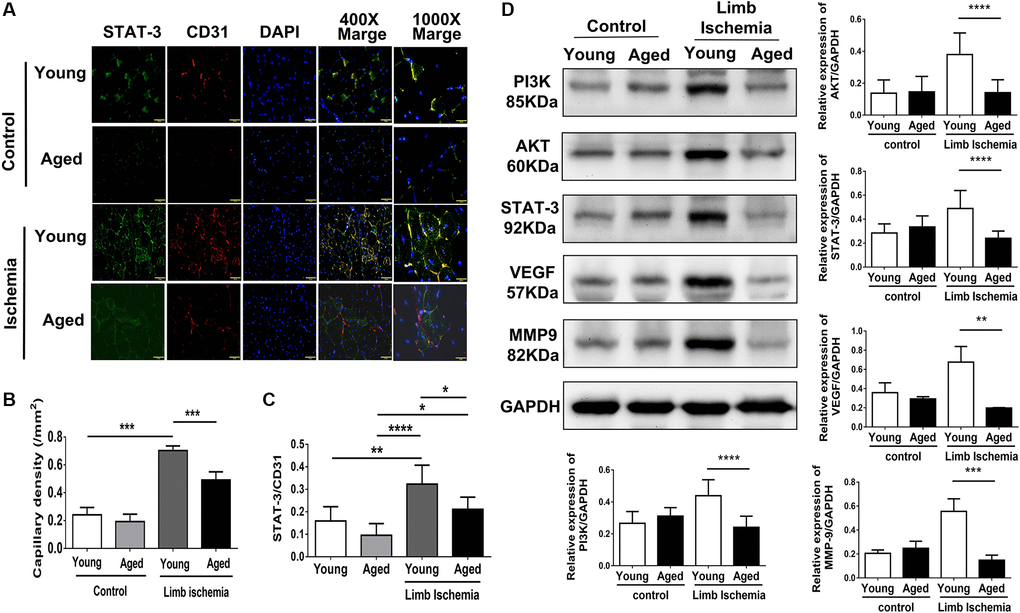 Impaired capillary density, expression of STAT3 and proliferation-associated proteins in young and aged mice post hindlimb ischemia surgery. (A) Representative images and quantification of CD31 immunostaining representing capillary density (red; left panel) and STAT3 (green) expressions in endothelial cells (red; CD 31 positive; right panel). Cell nuclei were stained with DAPI (blue); (B) The quantification of capillary density and (C) STAT3 expression; (D) Representative blots and quantification of PI3K, AKT, STAT3, VEGF, and MMP9 protein expression in the ischemic limbs of young and aged mice. The experiment was repeated in triplicate, *P **P **P ****P 