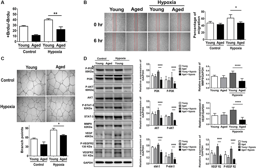 Aging attenuates proliferation, migration and tube formation in human umbilical vein endothelial cells (HUVECs). (A) Cell proliferation, evaluated by measuring BrdU incorporation into cells, (B) cell migration after 24 hours, (C) tube formation, evaluated by the branched points, and (D) expressions of P-PI3K, PI3K, P-AKT, AKT, P-STAT3, STAT3 and proliferation-associated proteins of MMP9, VEGF, VEGFR2 and the phosphorylation form of VEGFR2 in young (*P **P ***P ****P 