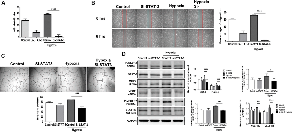 Knocking down STAT3 suppresses proliferation, migration and tube formation in human umbilical vein endothelial cells (HUVECs). (A) Cell proliferation, evaluated by measuring BrdU incorporation into cells, (B) cell migration after 24 hours, (C) tube formation, evaluated by the branched points, and (D) phosphorylation protein expression of P-STAT3 and proliferation-associated proteins, including MMP9, VEGF, VEGFR2 and the phosphorylation form of VEGFR2, in HUVECs treated with scramble or STAT3 small interfering RNA (siSTAT3) under normoxia or hypoxia for 24 hours. The experiment was repeated in triplicate, *P ***P ****P 