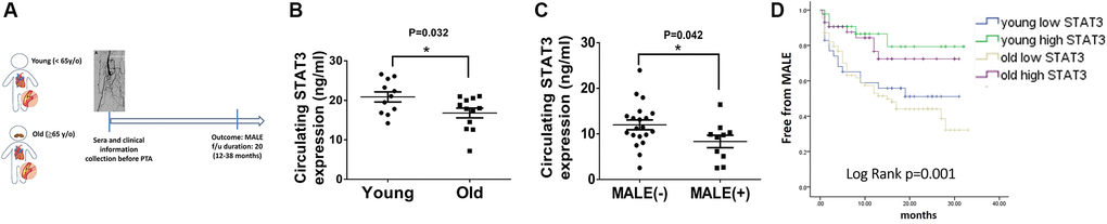 Lower circulating STAT3 expression in elderly individuals is associated with more major adverse limb events (MALEs). (A) The design of a clinical study focusing on patients with peripheral artery disease (PAD). (B) The expression of circulating STAT3 in young (C) The expression of circulating STAT3 in patients with or without MALEs. (D) A Kaplan–Meier plot of MALEs among young patients with high STAT3, young patients with low STAT3, old patients with high STAT3, and old patients with high STAT3 (N = 11–20, *P *The cutoff value of STAT3 is defined as 15 ng/ml.