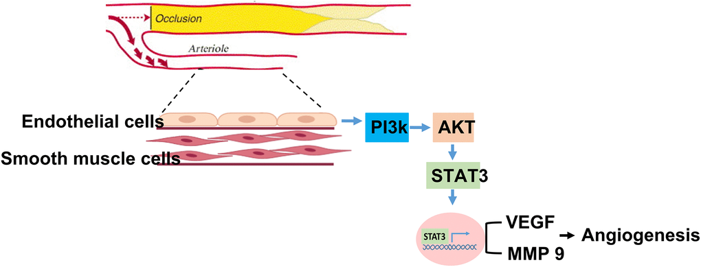 Graphic abstract. Summary of STAT3 in regulating aging association attenuation of angiogenesis in limb ischemia.