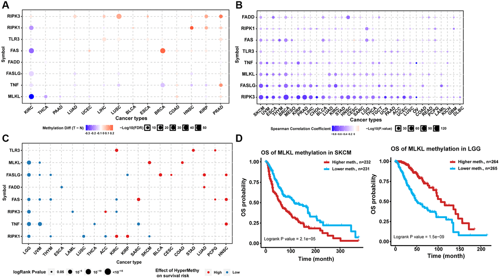 Methylation analysis of necroptosis-related regulators. (A) Differential methylation status of necroptosis-related regulators between normal and tumor tissues in different cancers. The red bubble and blue bubble represent hypermethylation and hypomethylation in tumors, respectively. The bubble size is positively correlated with the FDR significance, and the bubble was filtered by FDR significance (FDR ≤ 0.05). (B) Correlation between methylation level and mRNA expression. The blue bubble and red bubble represent negative and positive correlations, respectively. The bubble size is positively correlated with the significance of FDR. (C) Methylation survival analysis of necroptosis-related regulators in different cancers. The bubble color from blue to red represents the hazard ratio from low to high, and the bubble size is positively correlated with the Cox P-value significance. (D) Kaplan-Meier curves between high and low methylation groups of MLKL in SKCM and LGG.