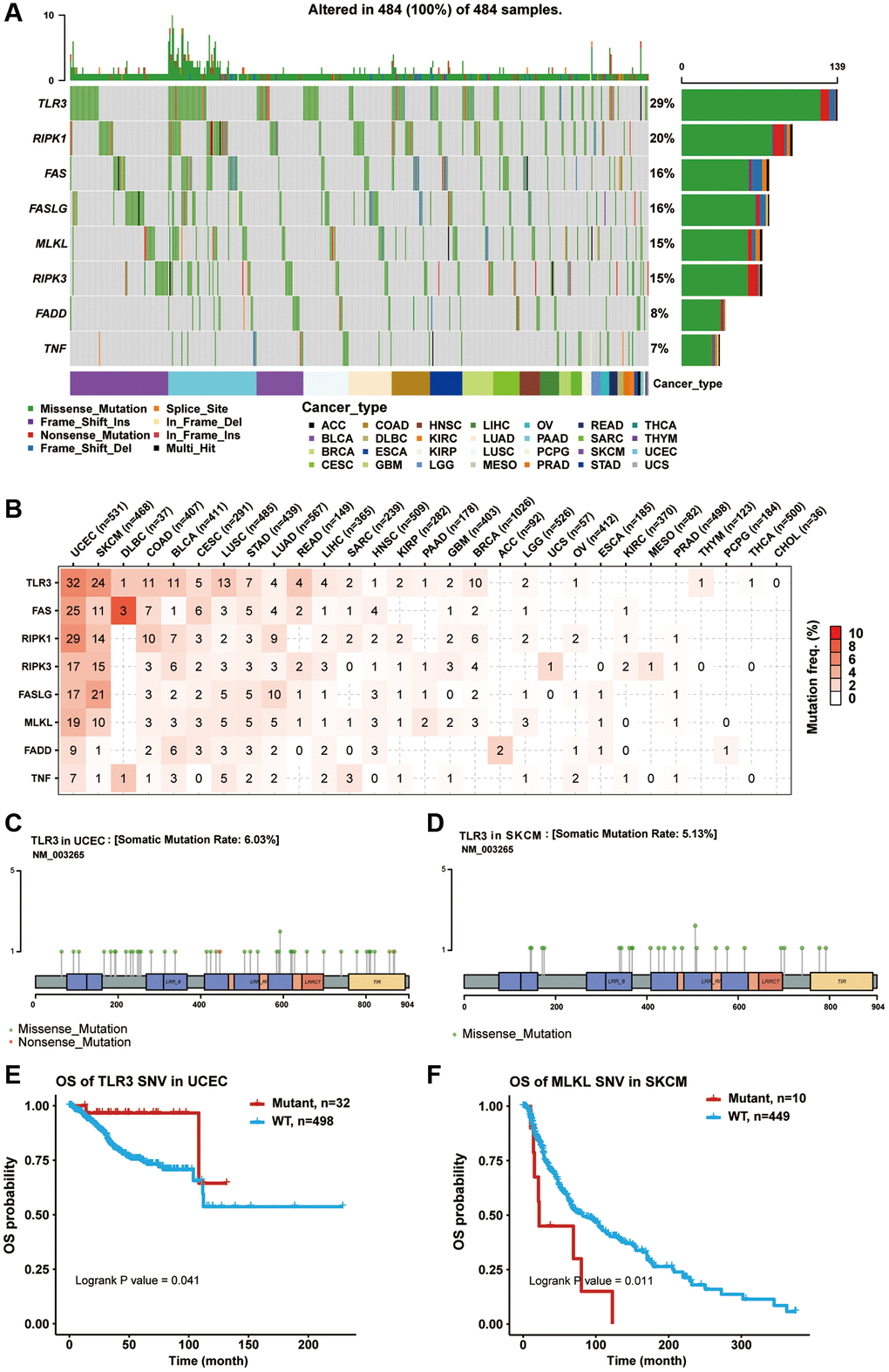 Single nucleotide variation (SNV) analysis of necroptosis-related regulators. (A) Oncoplot showing the SNV frequency distribution of necroptosis-related regulators in pan-cancer. Side barplot and top barplot show the number of variants in each gene and each sample, respectively. (B) The percentage heatmap showed the SNV frequency of necroptosis-related regulators in specific cancer type. The color depth is positively correlated with mutate frequency. The number in each cell represents the number of mutated samples in specific cancer. The 0 and blank in the cell indicate there is no mutation in specific gene coding region and all regions of a specific gene, respectively. (C) Lollipop plot showing the mutation site, type and frequency of TLR3 in UCEC. (D) Lollipop plot showing the mutation site, type and frequency of TLR3 in SKCM. (E) Kaplan-Meier curve between WT and Mutant groups of TLR3 in UCEC. (F) Kaplan-Meier curve between WT and Mutant groups of MLKL in SKCM.