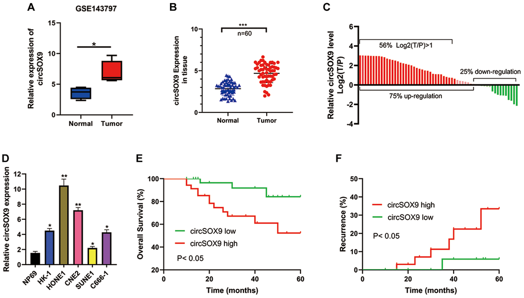 CircSOX9 is increased in NPC cells and tissues. (A) Bioinformatic analysis the circSOX9 expression in the GEO database (GSE143797). (B) The tumor tissues and para-tumor tissues of 60 patients were collected, and the expression difference of circSOX9 was detected by qRT-PCR. (C) Count the expression of NPC and para-tumor in each patient, T/P: tumor vs para-tumor. (D) qRT-PCR was used to detect the expression of circSOX9 in NPC cell lines NP69, HK-1, HONE1, CNE2, SUNE1, and C666-1. (E) The relationship between the expression of circSOX9 in tumor tissues and overall survival. (F) The relationship between the expression of circSOX9 in tumor tissues and its recurrence.*P **P ***P 