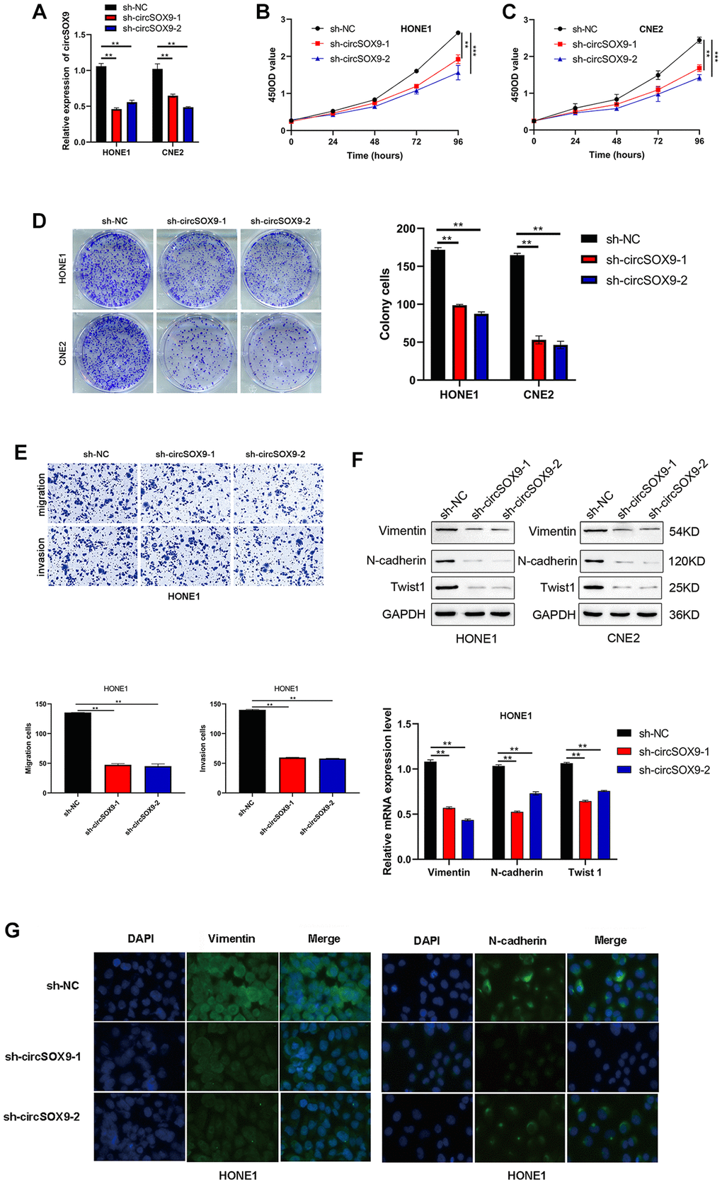 CircSOX9 promotes the proliferation and migration of HONE1 and CNE2 cells. (A) qRT-PCR was used to measure the effect of circSOX9 knockdown in HONE1 or CNE2 cells. (B, C) CCK8 detects cell proliferation ability of HONE1 and CNE2 after knocking down circSOX9. (D) Clone formation experiment detects the proliferation ability of HONE1 and CNE2 after knocking down circSOX9. (E) Transwell assay detects the invasion and migration ability of HONE1 after knocking down circSOX9. (F) After knocking down circSOX9 in HONE1 or CNE2 cells, qRT-PCR and western blot assays were used to detect the expression of EMT-related markers Vimentin, N-cadherin, and Twist1. (G) Immunofluorescence analysis of Vimentin and E-cadherin expression in NPC cells, scale bar = 50 μm. **P ***P 