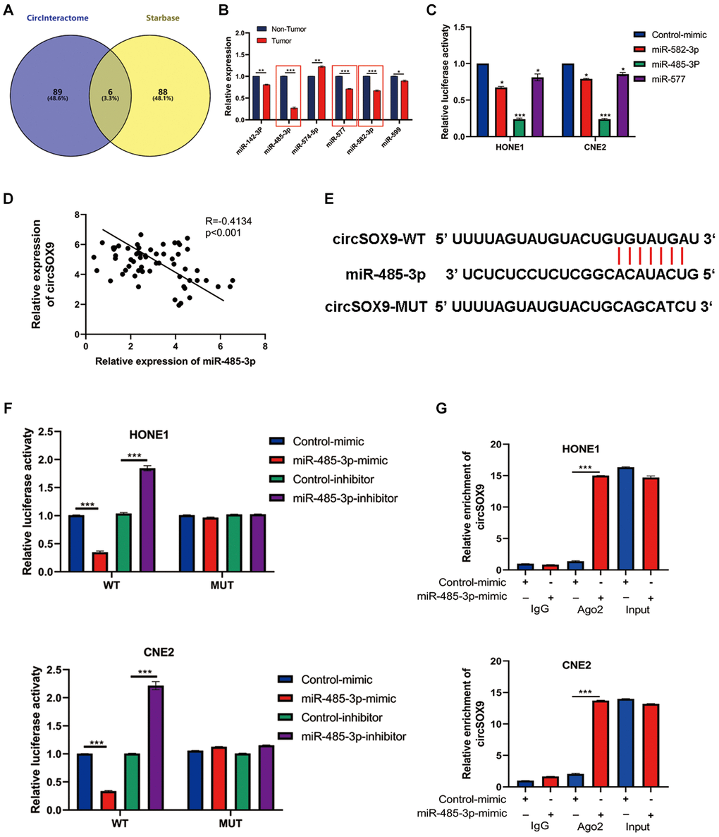 MiR-485-3p was the sponge target of circSOX9 in NPC cells. (A) Use predictive software (CircInteractome, Starbase) for bioinformatics analysis of potential target genes. (B) qRT-PCR analysis of target miRNAs in NPC tumors and para-tumor tissues. (C) Dual-luciferase reporter gene assay detects the interaction of circSOX9 and miR-485-3p, miR-577, and miR-582-3p. (D) qRT-PCR analysis of the expression correlation of circSOX9 and miR-485-3p in NPC. (E) The binding site between circSOX9-wt and miR-485-3p, and the mutant sequence (circSOX9-mut) that cannot bind to miR-485-3p was designed. (F) The dual-luciferase reporter gene assay proved the direct binding between circSOX9 and miR-485-3p in HONE1 and CNE2 cells. (G) RIP assay verified the combination of circsox9 and miR-485-3p with Ago2).*P **P ***P 