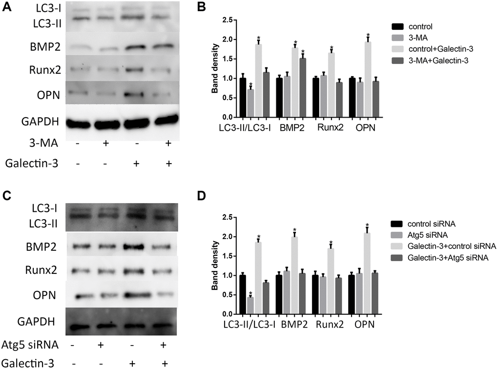 Autophagy mediated galectin-3-induced VSMCs calcification. After pre-treatment with 100 mmol/L 3-MA for 1 h, the VSMCs were then treated with 10 μg/ml galectin-3 for 24 h, BMP2, Runx2 and OPN expression were measured by Western blot, the results quantifications were shown in the right panel (A and B). After treatment with Atg5 siRNA for 24 h, the VSMCs were then treated with 10 μg/ml galectin-3 for 24 h, BMP2, Runx2 and OPN expression were measured by Western blot, the results quantifications were shown in the right panel (C and D). Band density of native VSMCs was chosen as a reference and set to 1. Data were obtained from three independent experiments. *P 