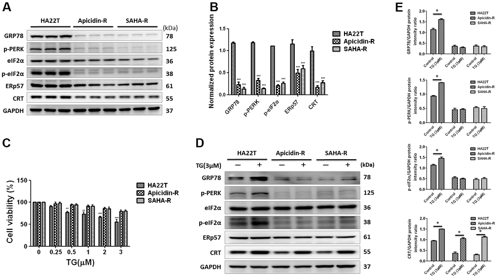 ER stress-dependent pathway was not significantly involved in HDAC inhibitors-resistant HA22T cells. (A, B) Protein expression levels of CRT-regulated ER stress pathway proteins (GRP78, p-PERK, p-eIF2, ERp57 and CRT) are measured by western blotting analysis. (C) Effect of thapsigargin (TG)-induced ER stress on the cell viability of liver cancer cells. Liver cancer cells are incubated with different concentration of TG for 24 h and cell viability is tested by MTT assay. (D, E) Expression of CRT-regulated ER stress pathway proteins (GRP78, p-PERK, p-eIF2, ERp57 and CRT) are measured using western blotting. All protein samples are analyzed by western blotting. Protein expression is normalized to expression of GAPDH. *ppp