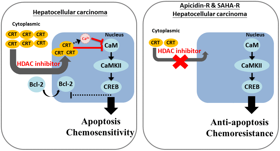 Mechanism of CRT-mediated chemosensitivity in HCC cells via nucleus translocation and reduction in CaM/CaMKII/CREB signaling. We revealed that decreased expression of CRT lead to down-regulated the chemosensitivity of HDACi in HCC cells. Moreover, we also obtain that CRT translocation into the nucleus is an important mechanism of chemoresistance and HDACi-induced cell apoptosis in HCC cells.
