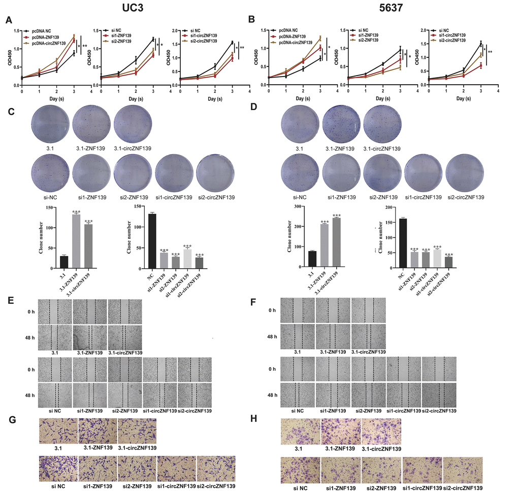 Cell proliferation, clone, migration, and invasion of UC3 and 5637 cells were evaluated after ZNF139/circZNF139 overexpression or knockdown. (A–B) CCK8 assay was employed to assess the proliferation of UC3 and 5637 cells with ZNF139/circZNF139 overexpression or knockdown. (C–D) Crystal violet staining was used to examine the colony formation of UC3 and 5637 cells with ZNF139/circZNF139 overexpression or knockdown. (E–F) Scratch wound healing assay was employed to evaluate the migration of UC3 and 5637 cells with ZNF139/circZNF139 overexpression or knockdown. Images of cell migration at 0 and 48 h transfection are shown at a magnification of 40×. (G–H) Transwell assay was used to analyze the invasion of UC3 and 5637 cells with ZNF139/circZNF139 overexpression or knockdown. Images are representative of the cells invading one field at a magnification of 100×. *, PP