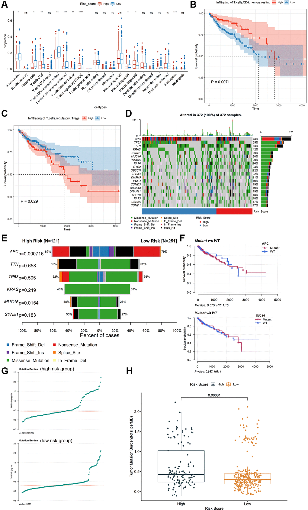 Exploring potential immunotherapy-related signatures. (A) Comparison of the differences in the proportions of immune cells between low-risk group and high-risk group using the Kruskal-Wallis test. The values of P were labelled above each boxplot with asterisks. (*P **P ***P ****P B and C) The Kaplan-Meier analysis of the associations between the level of T cells regulatory (Tregs) and T cells CD4 memory resting with patients’ OS. (D) The mutation profiles of the high-risk and low-risk groups. (E) Comparison of the mutation rate between high-risk group and low-risk group. (F) The association between the mutation status of APC and MUC16 and patients’ OS. (G) The TMB profiles of the low-risk group and high-risk group. (H) Comparison of the difference in TMB between high-risk and low-risk groups.