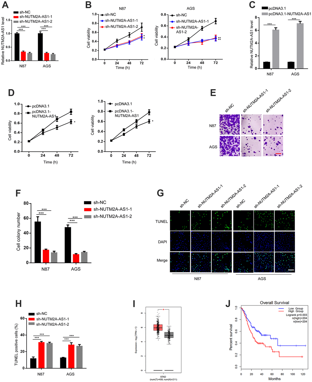 The loss of NUTM2A-AS1 attenuates GC tumorigenesis following matrine treatment. (A) The RT-qPCR was employed to evaluate the levels of NUTM2A-AS1 in N87 and AGS cells transfected with sh-NC, sh-NUTM2A-AS1-1, or sh-NUTM2A-AS1-2. ***P B) The viability of N87 or AGS cells transfected with sh-NC, sh-NUTM2A-AS1-1, or sh-NUTM2A-AS1-2 following matrine treatment was examined by using the MTT assay. *P **P C) The RT-qPCR was employed to evaluate the levels of NUTM2A-AS1 in N87 and AGS cells transfected with pcDNA3.1 or pcDNA3.1-NUTM2A-AS1. ***P D) The viability of N87 or AGS cells transfected with pcDNA3.1 or pcDNA3.1-NUTM2A-AS1 following matrine treatment was examined by using the MTT assay. *P E, F) Cell colonies of N87 and AGS cells transfected with sh-NC, sh-NUTM2A-AS1-1, or sh-NUTM2A-AS1-2 following matrine treatment. Scale bar, 5 μm. ***PG, H) Apoptosis of N87 and AGS cells transfected with sh-NC, sh-NUTM2A-AS1-1, or sh-NUTM2A-AS1-2 following matrine treatment was examined by using the TUNEL assay. Scale bar, 5 μm. ***P I) The Cancer Genome Atlas analysis of patients with GC showing the NUTM2A-AS1 levels in normal tissues and tumors. *P J) Kaplan-Meier plot to evaluate the overall survival of patients with GC and high or low NUTM2A-AS1 levels. P = 0.003, high (n = 204), low (n = 204). RT-qPCR, reverse transcription-quantitative polymerase chain reaction; NUTM2A, NUT family member 2A; AS1, antisense RNA 1; GC, gastric cancer; sh, small hairpin; NC, negative control.