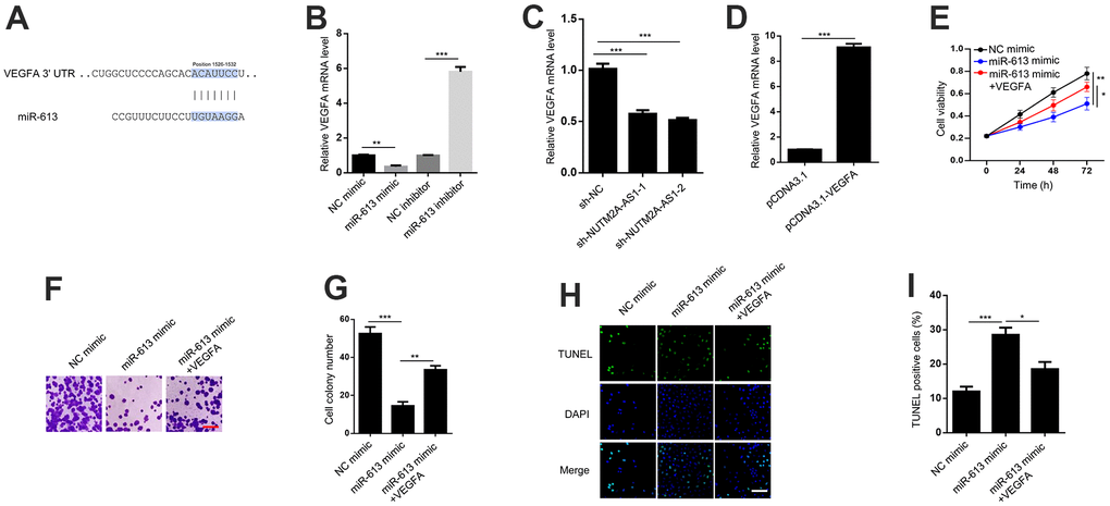 VEGFA is critical for miR-613-mediated suppression of gastric cancer under matrine treatment. (A) TargetScan shows that VEGFA is a potential target of miR-613. (B) VEGFA mRNA levels were detected by the RT-qPCR in N87 cells transfected with the NC mimic, miR-613 mimic, NC inhibitor, or miR-613 inhibitor. **P ***P C) VEGFA mRNA levels were detected by the RT-qPCR in N87 cells transfected with sh-NC, sh-NUTM2A-AS1-1 or sh-NUTM2A-AS1-2. ***P D) VEGFA expression levels were determined by the RT-qPCR in N87 cells transfected with pcDNA3.1 or pcDNA3.1-VEGFA. ***P E) The MTT assay was used to evaluate the viability of N87 cells transfected with the NC mimic, miR-613 mimic, or miR-613 mimic plus VEGFA under matrine treatment. *P **P F, G) Cell colonies of N87 cells transfected with the NC mimic, miR-613 mimic, or miR-613 mimic plus VEGFA under matrine treatment. Scale bar, 5 μm. **P ***P H, I) The apoptosis of N87 cells transfected with the NC mimic, miR-613 mimic, or miR-613 mimic plus VEGFA under matrine treatment was examined by the TUNEL assay. Scale bar, 5 μm. *P ***P 