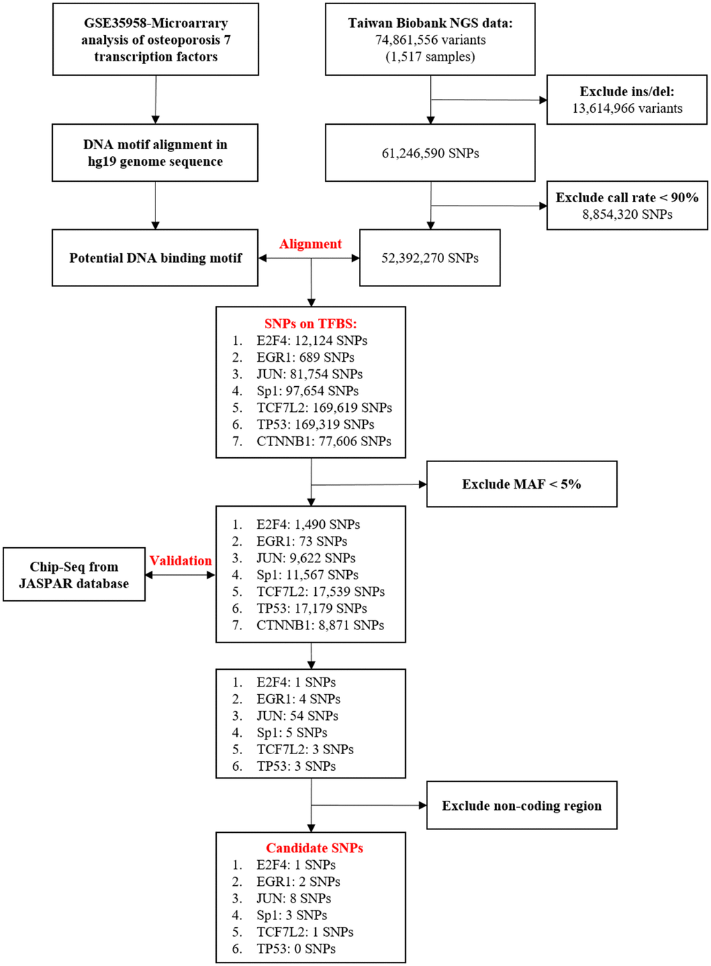 Flowchart of the stepwise approach to screen for candidate transcription factors (TFs) and binding site SNPs. Upstream predictors of seven TFs, E2F4, EGR1, JUN, Sp1, TCF7L2, TP53, and CTNNB1, in osteoporosis [19]. Identification of genetic variants that may influence TFBS through bioinformatic sequence alignment. First, we used the data of a total of 74,861,556 variants (1,517 samples) obtained from the Taiwan BioBank database to screen for Taiwanese population-specific genetic variation. Then, through genetic alignment of GRCh37/hg19 obtained from the National Center for Biotechnology Information database, we found SNPs that may influence the binding affinity. SNPs with an MAF of 