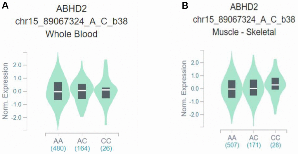 Effects of rs28481460 polymorphism on ABHD2 expression. (A) The presence of the rs28481460 C minor allele in whole blood does not influence downstream A4GALT expression (p = 0.90). (B) The presence of the rs130347 C minor allele in skeletal muscle tissue samples does not influence downstream ABHD2 expression (p = 0.68).
