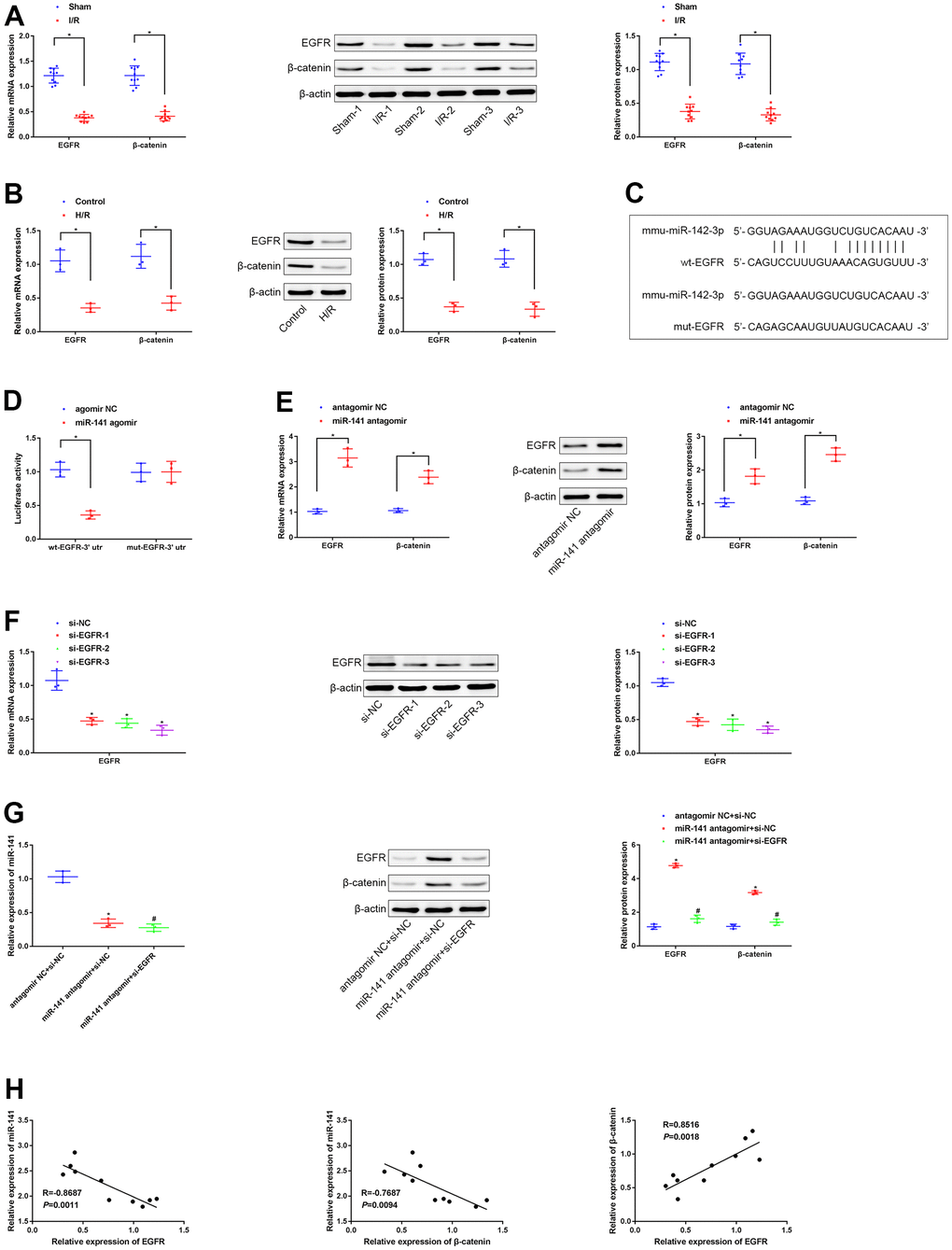 miR-141 represses EGFR to suppress expression of β-catenin. (A, B) RT-qPCR and Western blot assays were used to detect the expression of EGFR and β-catenin in lung tissues of mice and PMVECs with I/R injury. (C) the predicted binding sites between miR-141 and EGFR based on TargetScan database. (D) the dual luciferase reporter gene assay proved that validation of the binding relationship between miR-141 and EGFR. (E) RT-qPCR and Western blot assays were used to detect the expression of EGFR and β-catenin in response to silencing miR-141 in H/R cell model. (F) RT-qPCR assay was used to detect the silencing efficiency of si-EGFR-1/-2/-3 in H/R-exposed mouse PMVECs. (G) The expression of miR-141, EGFR and β-catenin in PMVECs by RT-qPCR and Western blot analysis. (H) Pearson correlation analysis of the correlation between miR-141 and EGFR, between miR-141 and β-catenin, as well as between EGFR and β-catenin. * p 
