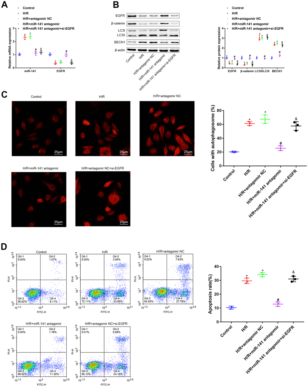 miR-141/EFGR/β-catenin axis gives rise to autophagy, contributing to the progression of H/R-induced injury in vitro. (A) miR-141 and EGFR expression in mouse PMVECs was measured by RT-qPCR. (B) EGFR, β-catenin, LC3II/I and BECN1 expression in mouse PMVECs were measured by Western blot analysis. (C) LC3 immunofluorescence assay (× 400) was used to detect autophagosomes of PMVECs. (D) the apoptosis rate of PMVECs was measured by flow cytometry assay. * p 