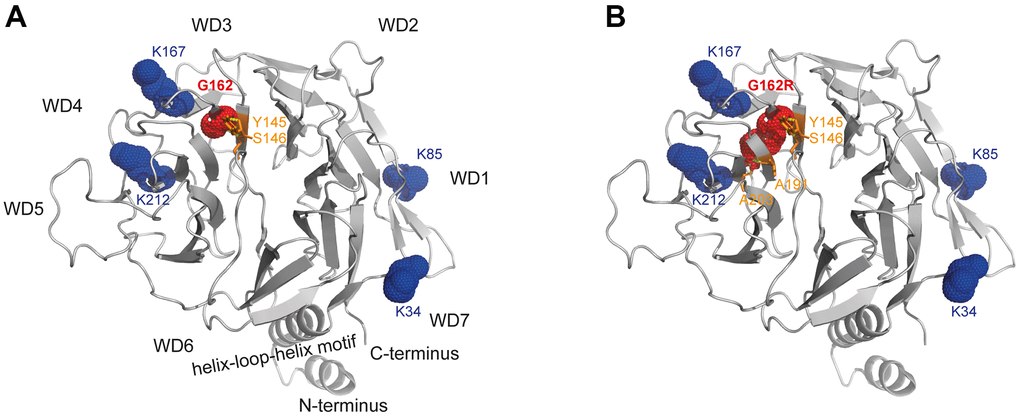 Structural analysis of WD40-propeller variant p.G162R in CSA. Structural view of (A) WT and (B) the p.G162R variant. The CSA structure comprising the seven-bladed WD40 propeller and the helix-loop-helix motif is shown as a ribbon diagram, with p.G162R highlighted in red dots and interacting amino acids in orange sticks, as well as the amino acids relevant for TRiC-association in blue dots. The structural view of CSA (PDB entry 4A11) [13] was generated using the PyMOL molecular graphics system, version 2.4, Schrödinger, LLC.