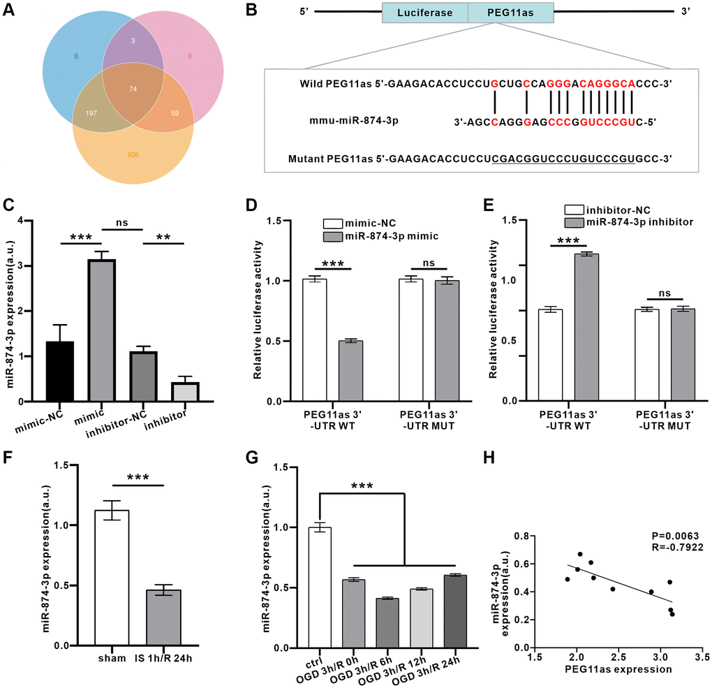 PEG11as bound to miR-874-3p and reduced miR-874-3p expression. (A) Predicted binding miRNAs of PEG11as derived from 3 databases. (B) Binding sites between PEG11as and miR-874-3p predicted in the web-based bioinformatic software. (C) N2a cells were transfected with miR-874-3p mimic or miR-874-3p inhibitor and their mimic-NC or inhibitor-NC. After 48 h, RT-PCR was utilized to detect the miR-874-3p expression. n = 3 in each group. (D, E) The luciferase reporter vector carrying PEG11as-WT (D) or PEG11as-MUT (E) was co-transfected with NC mimic or miR-874-3p mimic or NC inhibitor or miR-874-3p inhibitor. 48 hours later, the relative luciferase activity was measured. n = 3 in each group. (F, G) miR-874-3p expression in the mouse brains treated by MCAO/R (F) or in N2a cells treated by OGD/R (G). n = 6 (in vivo) or n = 3 (in vitro). (H) The negative correlation between the expression levels of PEG11as and miR-874-3p by performing qRT-PCR in the mouse brains treated by MCAO/R. One-way ANOVA followed by the Tukey’s post-hoc-test was used, data are shown as mean ± SD. Data are statistically different from each other with *P **P ***P 