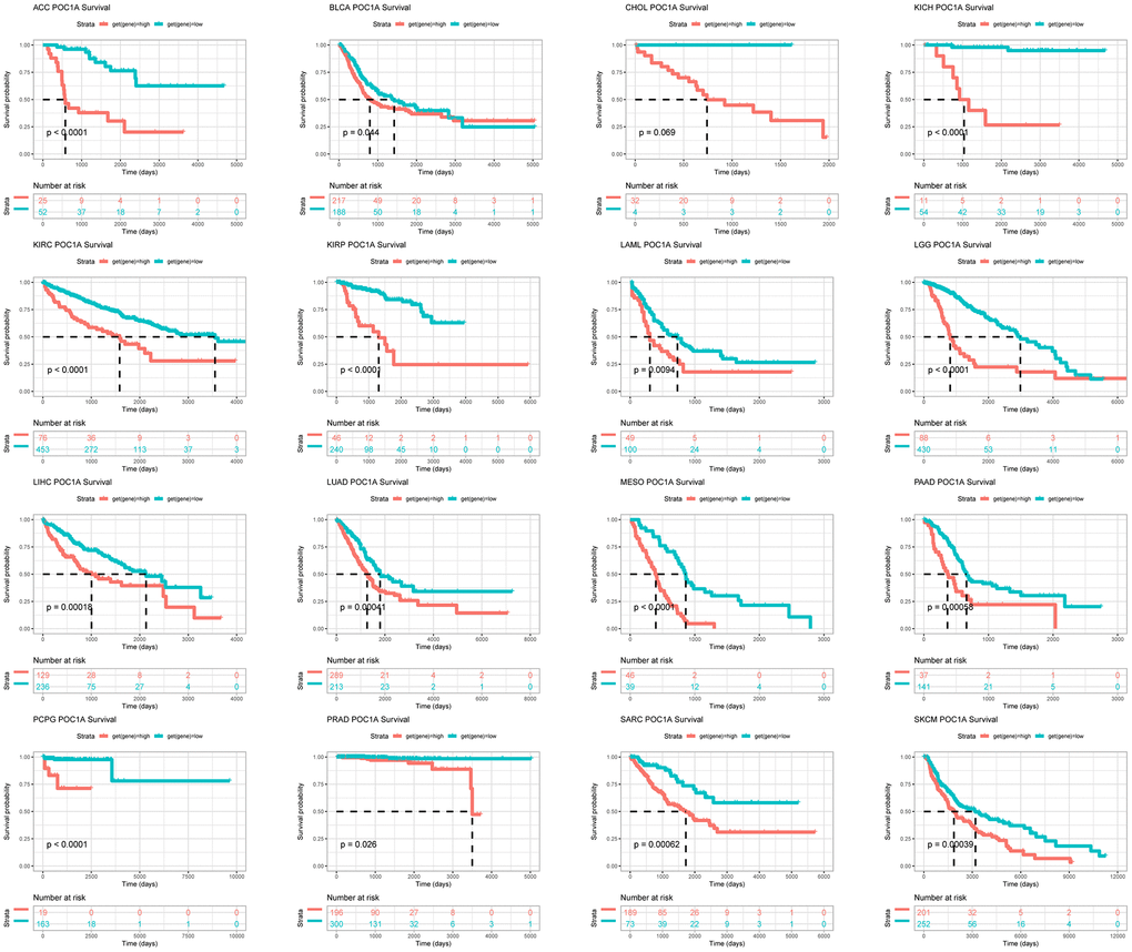 POC1A prognostic value. POC1A overall survival analysis via Kaplan-Meier in TCGA pan-cancer in indicated tumors.