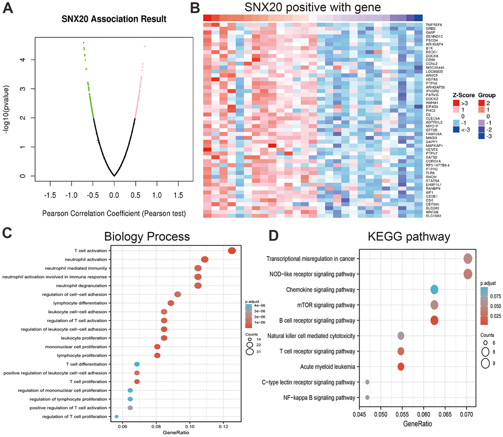 Analysis the function of SNX20 expression in LGG. (A, B) Analysis the co-expression genes of SNX20 in LGG examined by linkomics databases. (C) Analysis the biology process involved by SNX20 in LGG. (D) Analysis the KEGG signaling pathway of SNX20 in LGG.