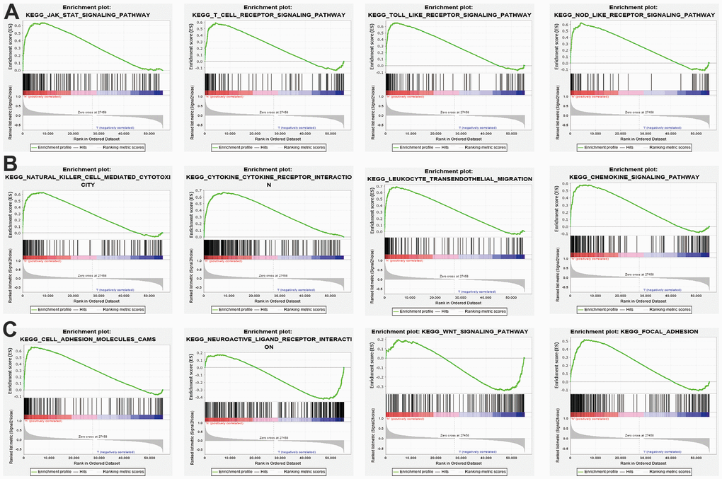 KEGG signaling pathway explore by GSEA software. (A–C) The signaling pathway involved by SNX20 in LGG examined by GSEA software.