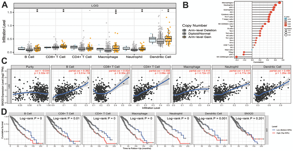 Analysis the correlation between SNX20 expression and diverse immune cell infiltration. (A) The correlation between SNX20 expression and somatic copy number alterations examine by TIMER. (B) The correlation between SNX20 expression and diverse immune cell infiltration. (C) The correlation between SNX20 expression and the infiltration levels of B cells, CD4+ T cells, CD8+ T cells, dendritic cells, Macrophages and Neutrophils. (D) The B cells, CD4+ T cells, CD8+ T cells, dendritic cells, Macrophages and Neutrophils are correlated with the cumulative survival rate in LGG examine by TIMER.