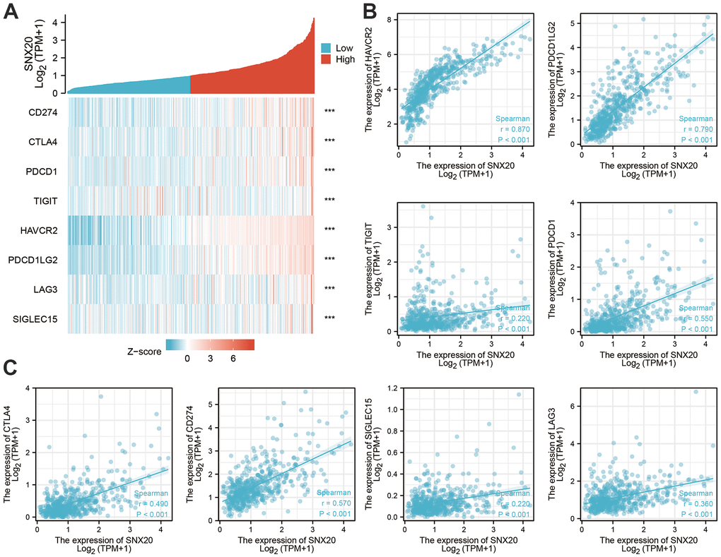 The correlation between SNX20 expression and immune modulator in LGG. (A–C) The correlation between the SNX20 expression and various immune checkpoints related genes.