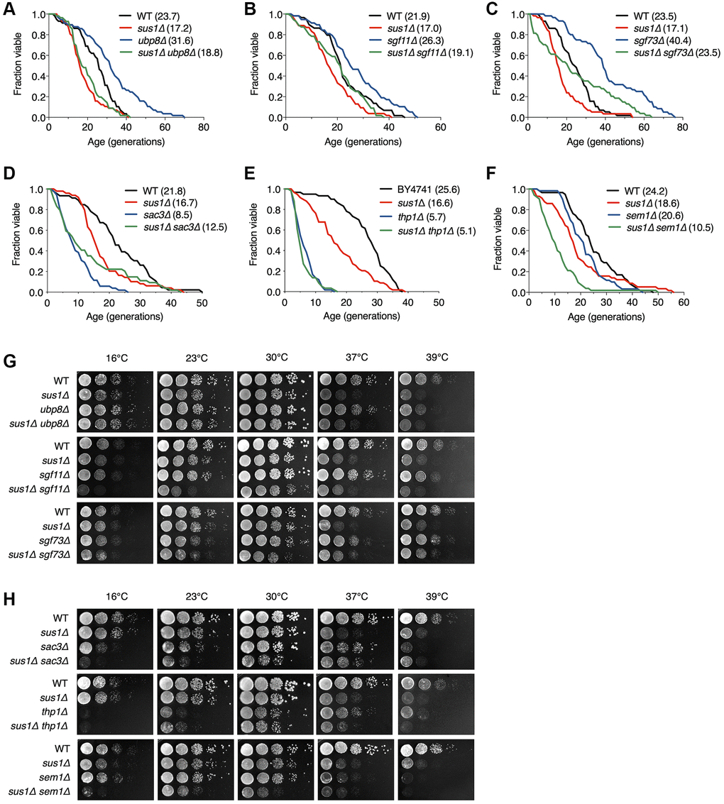 Additional mutations of TREX-2 components enhance the RLS and growth defects in sus1Δ strains. (A–F) RLS analysis of the indicated mutants. The mean lifespans are shown in parentheses. (G and H) Growth analysis of the strains used in (A–F), as described in Figure 1E.