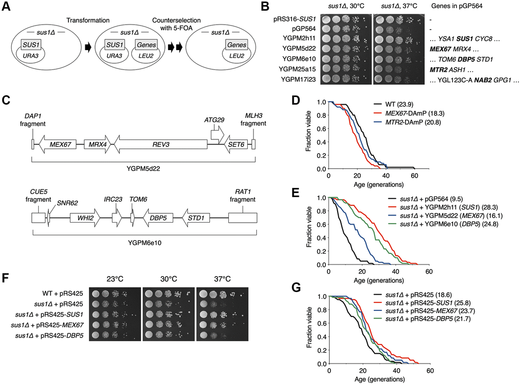 Multiple copies of MEX67 or DBP5 rescue impaired RLS in sus1Δ cells. (A) Strategy used to identify specific genes that suppress sus1Δ defects. sus1Δ cells containing pRS316-SUS1 were transformed with the indicated pGP564 (LEU2)-based plasmids, including NPC-related genes. Cells were streaked on SC-Trp-His-Leu supplemented with 5-FOA twice to evict pRS316-SUS1. (B) Growth analysis of WT or sus1Δ strains transformed with the indicated plasmids, as described in Figure 1E. Each gene on the plasmids is listed in the right panel. (C) Schematic diagrams of the YGPM5d22 (top) and YGPM6e10 (bottom) plasmids. The ORF locations (arrows or boxes) and gene names are indicated. (D and E) RLS analysis of the indicated mutants (D) and sus1Δ cells transformed with the indicated plasmids (E). The RLS analysis in (E) was carried out on SC-leu plate. The mean lifespans are shown in parentheses. (F) Growth analysis of WT or sus1Δ strains transformed with the indicated plasmids, as described in Figure 1E. (G) RLS analysis of sus1Δ cells transformed with the indicated plasmids was carried out on SC plate. The mean lifespans are shown in parentheses.