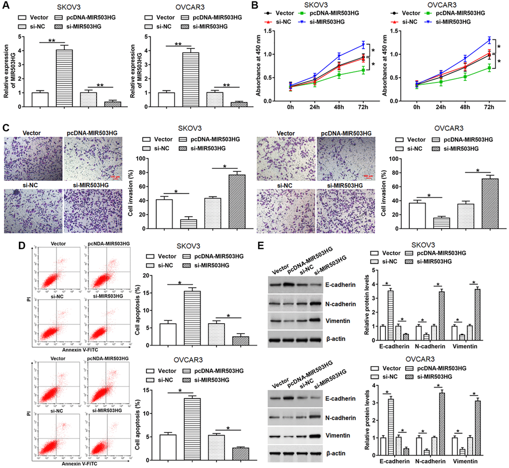 MIR503HG overexpression alleviated malignant behaviors of ovarian cancer cells. pcDNA-MIR503HG, MIR503HG siRNA and respective controls were transfected into SKOV3 and OVCAR3 cells, after transfection for 48 h, (A) MIR503HG expression was measured with RT-qPCR. (B) CCK-8 was performed to detect cell proliferation. (C) Cell invasion was determined with Transwell assay. (D) Flow cytometry was used to analyze cell apoptosis. (E) The protein levels of E-cadherin, N-cadherin and Vimentin were assessed with Western blotting. *P **P n = 6 in each group. Each test was repeated at least three times independently.