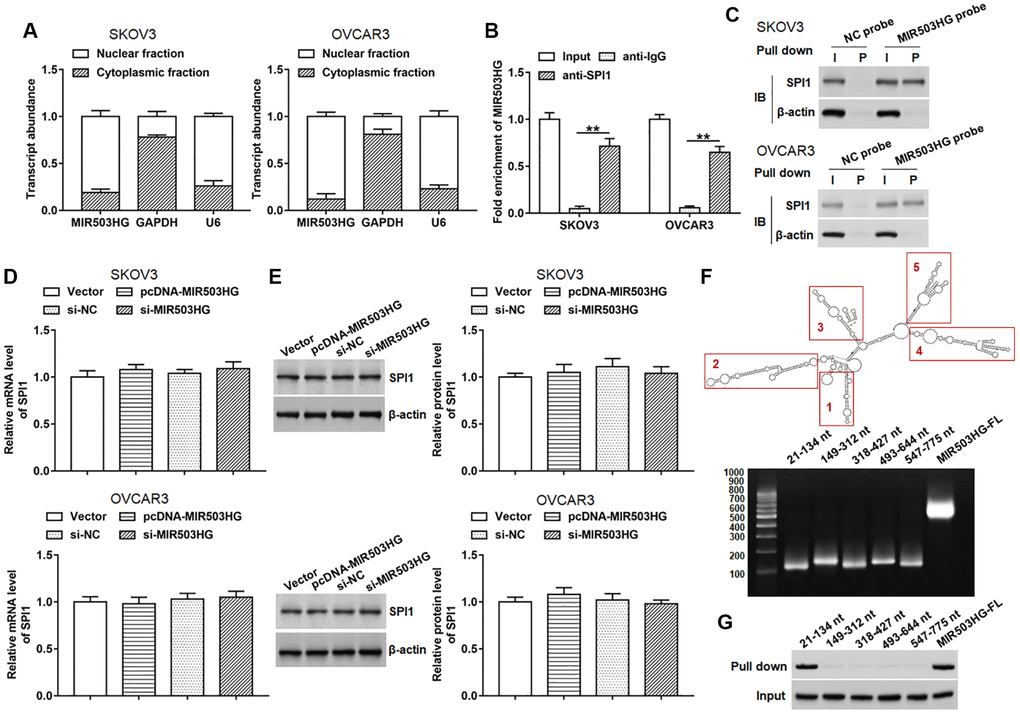 MIR503HG interacted with SPI1. (A) MIR503HG expression in cytoplasm and nucleus was evaluated in SKOV3 and OVCAR3 cells. U6 was used as a nuclear marker, and GAPDH was used as a cytoplasmic marker. (B) RIP assay was conducted with SPI1 antibody in SKOV3 and OVCAR3 cells, and anti-IgG was used as an internal control. (C) RNA pull-down experiment was performed by using biotinylated MIR503HG transcripts. (D, E) SPI1 mRNA and protein levels were determined after transfection with pcDNA-MIR503HG, MIR503HG siRNA or respective controls. (F) RNAfold web server was used to predict the secondary structure of MIR503HG, and MIR503HG sequence was divided into 5 truncated parts according to its secondary structure. (G) RNA pull-down assay was carried out with biotinylated MIR503HG truncated fragments. **P n = 6 in each group. Each test was repeated at least three times independently.