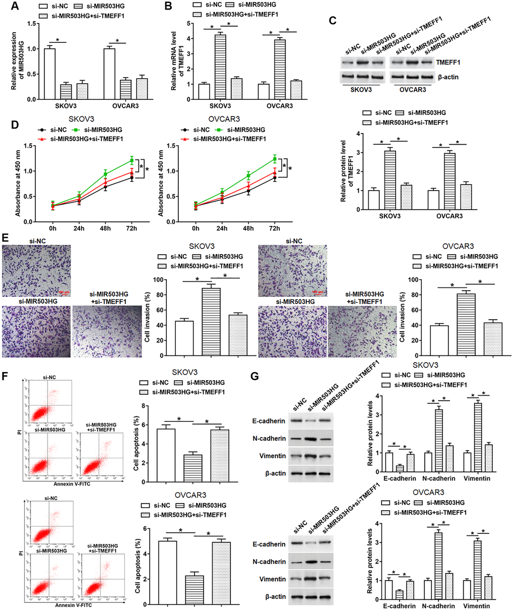 Silencing TMEFF1 reversed the promotion effect of MIR503HG knockdown on malignant behaviors of ovarian cancer cells. MIR503HG siRNA was transfected into SKOV3 and OVCAR3 cells alone or together with TMEFF1 siRNA, after transfection for 48 h, (A) the expression of MIR503HG was measured. (B, C) The mRNA and protein levels of TMEFF1 were detected with RT-qPCR and Western blotting. (D, E) CCK-8 and Transwell assays were performed to measure cell proliferation and invasion. (F) Flow cytometry was carried out to evaluate cell apoptosis. (G) The expression of E-cadherin, N-cadherin and Vimentin was analyzed. *P n = 6 in each group. Each test was repeated at least three times independently.