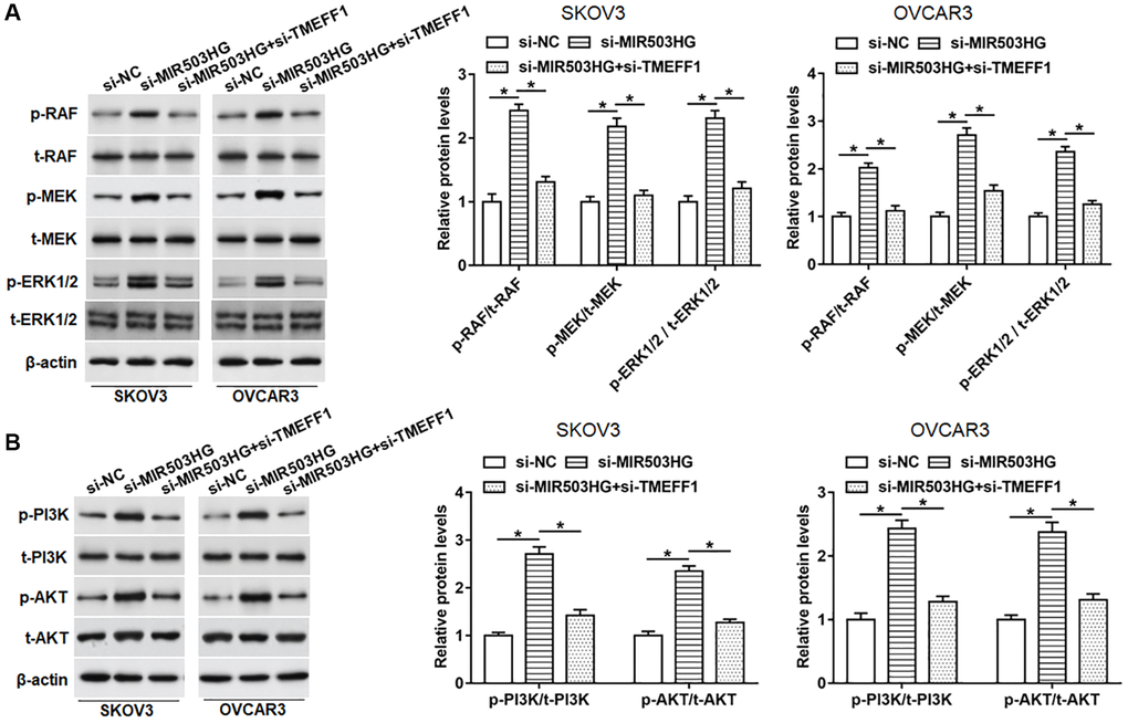 Silencing MIR503HG activated MAPK and PI3K/AKT pathways by increasing TMEFF1 expression. SKOV3 and OVCAR3 cells were transfected with MIR503HG siRNA alone or together with TMEFF1 siRNA, after transfection for 48 h, (A, B) the expression of phosphorylated RAF (p-RAF), p-MEK, p-ERK1/2, p-PI3K, and p-AKT, and total RAF (p-RAF), t-MEK, t-ERK1/2, t-PI3K, and t-AKT was assessed with Western blotting. *P n = 6 in each group. Each test was repeated at least three times independently.