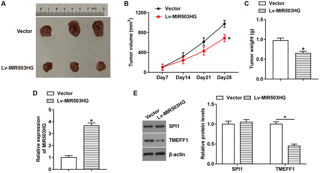 Overexpression of MIR503HG impeded ovarian cancer xenograft tumor growth in vivo. SKOV3 cells infected with lentiviral empty vector or Lv-MIR503HG were subcutaneously injected into the right flank of each mouse. Cell concentration was adjusted to 1 × 107 cells/mL, and each mouse was injected with 100 μL of cell suspension. (A) Representative images of tumors. (B) Tumor size was measured weekly with a vernier caliper. Four weeks later, mice were anesthetized, and (C) tumor weight was evaluated. (D, E) The expression of MIR503HG, SPI1, and TMEFF1 in tumor tissues was analyzed. *P n = 10 in each group. Each test was repeated at least three times independently.