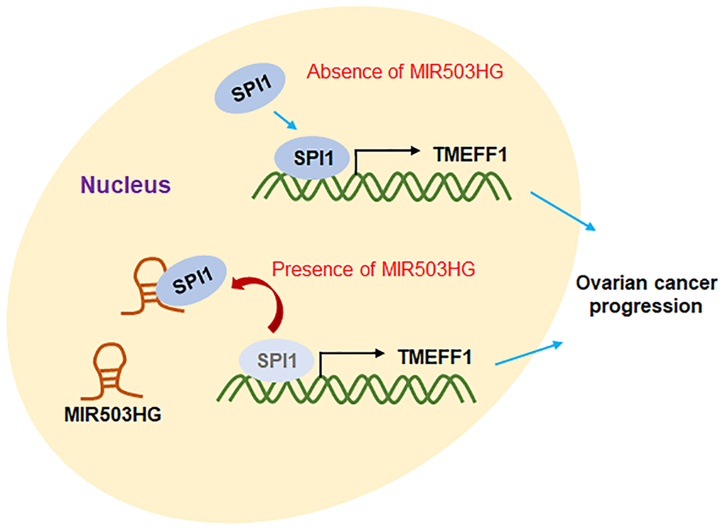 Molecular mechanism diagram. The transcription factor SPI1 binds to the TMEFF1 promoter region to promote the transcription of TMEFF1. Overexpression of MIR503HG can bind to SPI1, block the transcriptional activation of TMEFF1 by SPI1, and inhibit the expression level of TMEFF1, thereby hindering the progression of ovarian cancer.