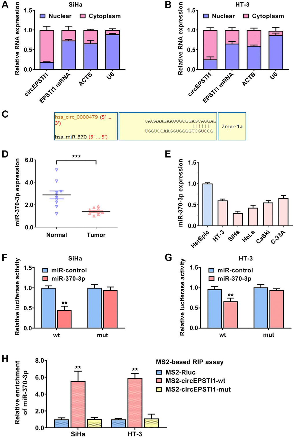 circEPSTI1 sponges miR-370-3p in cervical cancer. (A, B) U6, ACTB, circEPSTI1 and EPSTI1 mRNA contents in nuclear as well as cytoplasmic fractions were assessed via qRT-PCR assays in SiHa and HT-3 cell lines of cervical cancer. (C) Predicted docking sites of miR-370-3p within the circEPSTI1 sequence. (D) The contents of miR-370-3p in ten paired cervical cancer samples and vicinal non-malignant tissues. (E) The relative contents of miR-370-3p in non-malignant HcerEpic cell line and cervical cancer cell lines. (F, G) Dual luciferase reporting experiments revealed that the relative amount of fluorescence value was reduced after transfected with miR-370-3p in SiHa, as well as HT-3 cervical cancer cell lines. (H) MS2-based RNA immunoprecipitation assays were conducted to prove the docking of miR-370-3p on circEPSTI1 in SiHa along with HT-3 cell lines of cervical cancer.