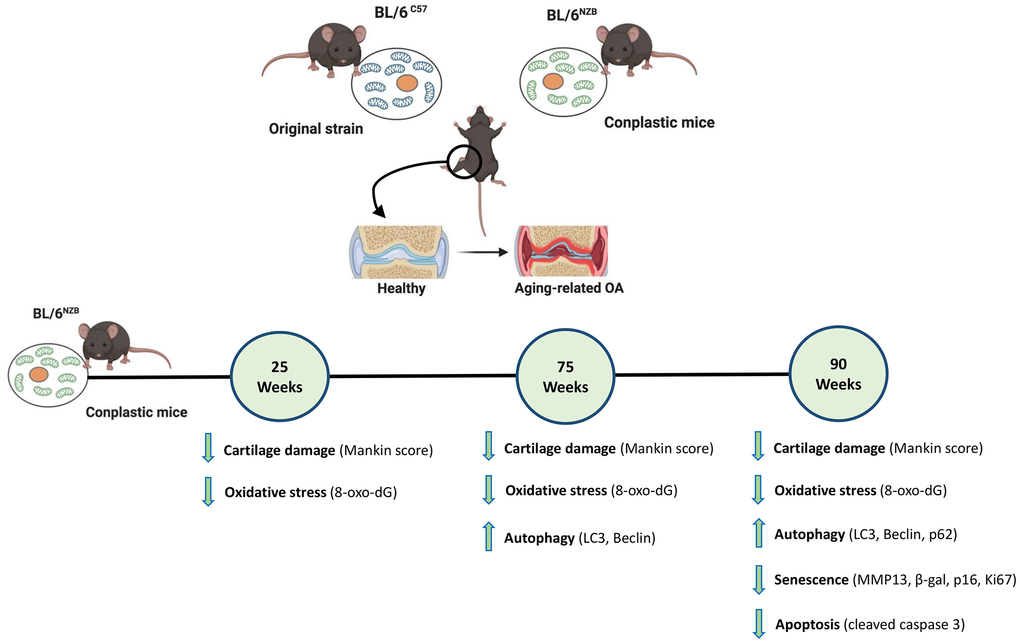 Schematic representation of the joint aging model in conplastic (BL/6NZB) mice and the original strain BL/6C57. 8-oxo-2′-deoxyguanosine (8-oxo-dG); Cleaved caspase-3 (CC3); Matrix metalloproteinase 13 (MMP13). Created with BioRender.com.