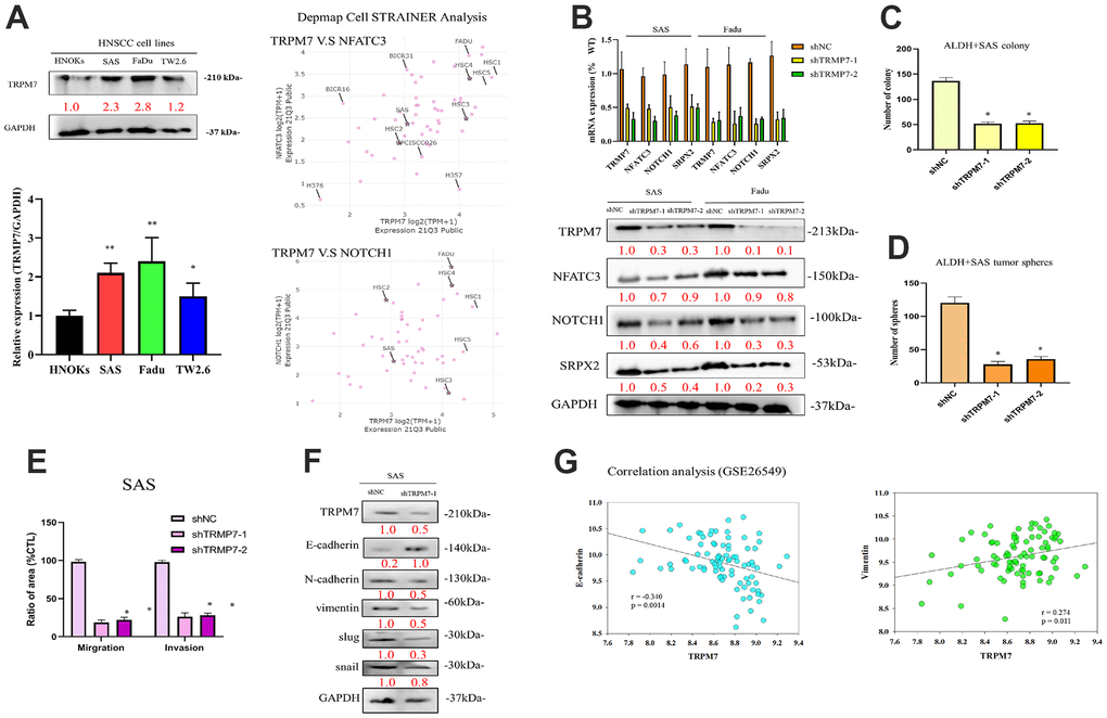 Expression profiles of TRPM7 in HNSCC-derived cell lines and HNSCC tumor samples as well as knockdown of TRPM7/NFAT expression via shRNA. (A) Immunoblotting analysis of TRPM7 in HNSCC-derived cell lines and NHOKs, quantification of TRPM7 mRNA expression in HNSCC-derived cell lines through qRT-PCR, and target expression screening strategy for head and neck cancer cell lines. (B) qRT-PCR and protein analysis of SAS cells with TRPM7 knockdown and control cells in the TRPM7/NFAT axis. Knocking down of TRPM7 downregulated the expression of genes and proteins related to TRPM7 and the calcineurin/NFAT pathway (NFATC3, NOTCH1), which implies that TRPM7 and the calcineurin/NFAT pathway may have a regulatory relationship, as well as representative images of the SAS cell colony and sphere (C, D). (E) Bar graph shows the mean ± standard deviation of the percentage of migrating and invasive SAS cells treated with shNC or shTRPM7 over three independent experiments. (F) Western blot analysis results showed target of TRPM7 that may affect invasion and migration pathway of HNSCC by evaluating modulation of several EMT markers. (G) Analysis of the relationships of TRPM7 with E-caderin and vimentin. *p 