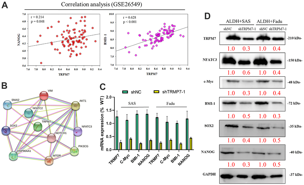 Downregulation of TRPM7 expression inhibits cancer stemness cell proliferation-associated protein in HNSCC. (A) Analysis of the relationship of TRPM7 with NANOG and BMI-1 (B) The possible regulation network of TRPM7. (C) Reduced mRNA expression of TRPM7, c-Myc, BMI-1, and Nanog proteins and TRPM7 knockdown in SAS and FaDu cells based on qPCR analysis. (D) Western blots of tumorspheres derived from HNSCC cells showing the expression profiles of TRPM7, NFATC3, c-Myc, BMI-1, Sox2, and Nanog. *p 