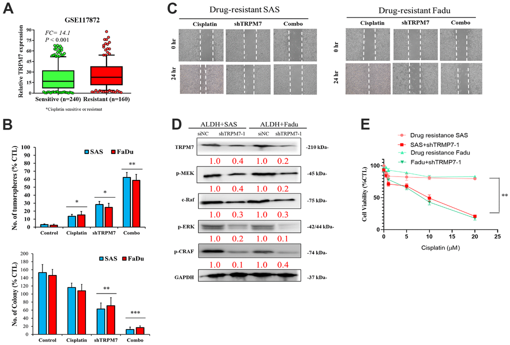Combination of anti-TRPM7 shRNA and cisplatin enhances cytotoxicity in ALDH+ HNSCC cells. (A) Box-plot diagrams of the relationship of TRPM7 expression with cisplatin sensitivity/resistance according to the GEO dataset GSE117872. (B) Significant inhibitory effect of the combination of TRPM7 shRNA and cisplatin on tumorspheres. (C) Wound healing analysis by using cells transfected with TRPM7 shRNA and cisplatin in SAS and FaDu cells. (D) Association of TRPM7 with possible regulatory pathways in Western blot assays. (E) Apoptosis analysis of SAS and FaDu cells with or without TRPM7 shRNA.*p 