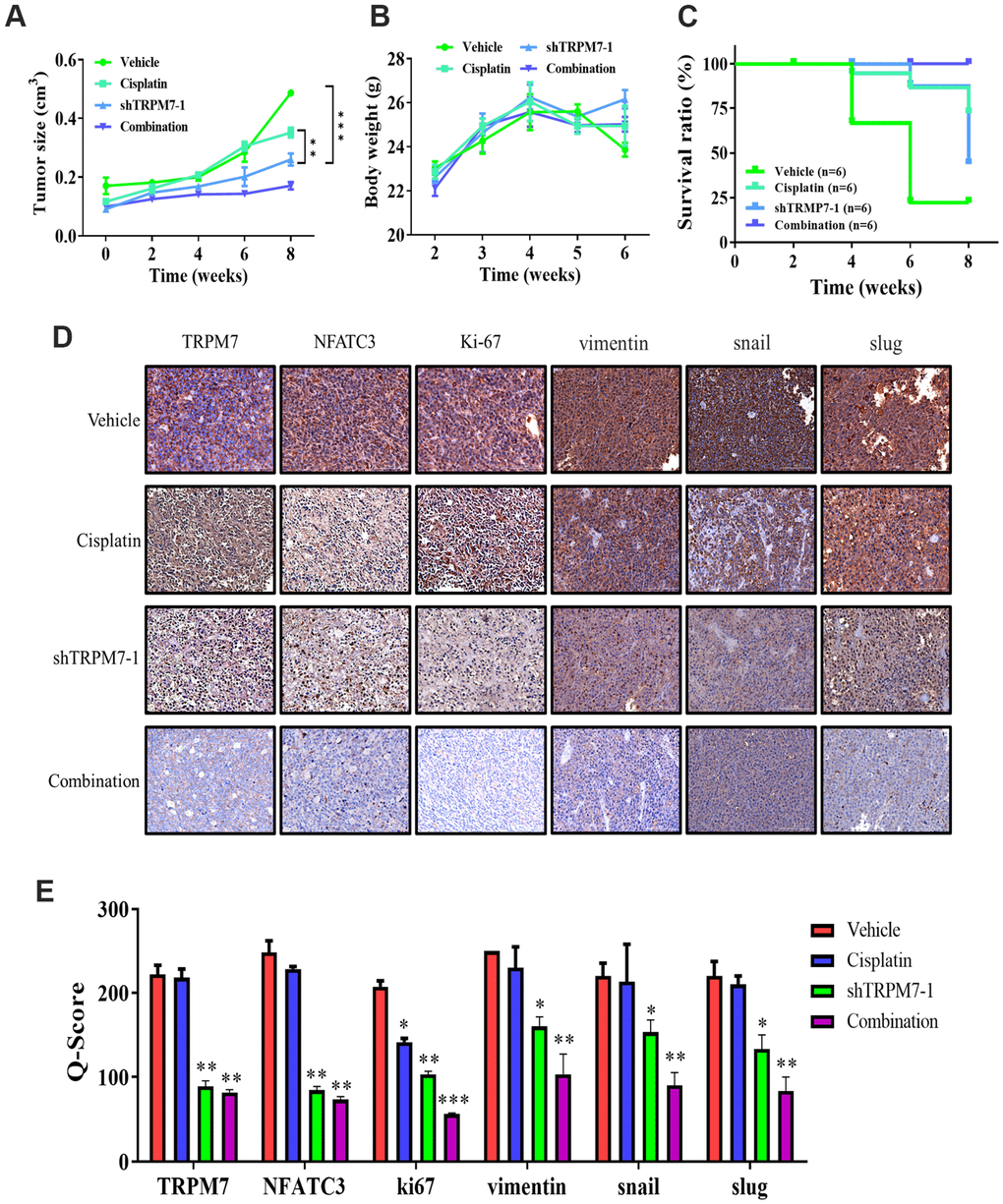 TRPM7 silencing significantly suppresses metastasis in SAS-derived tumor xenograft model in vivo. (A) The tumor curve over time shows that cisplatin and shTRPM7 in combination suppressed tumor growth. (B) The average body weight over time curve demonstrated no apparent systematic toxicity in the mice receiving combined treatment. (C) The Kaplan–Meier survival curve shows that the mice receiving combined treatment had the highest survival ratio compared to the other groups. (D) Immunostaining analysis of tumor sections showed that the combined treatment suppressed NAFTC3 and ki67 expression the most, compared with other groups. **P E) Bar graph showing the comparison of Q-score for tissue expression in tumor section resulted significant inhibition of NFATC3, ki67, and EMT markers vimentin, snail, and slug. *p 