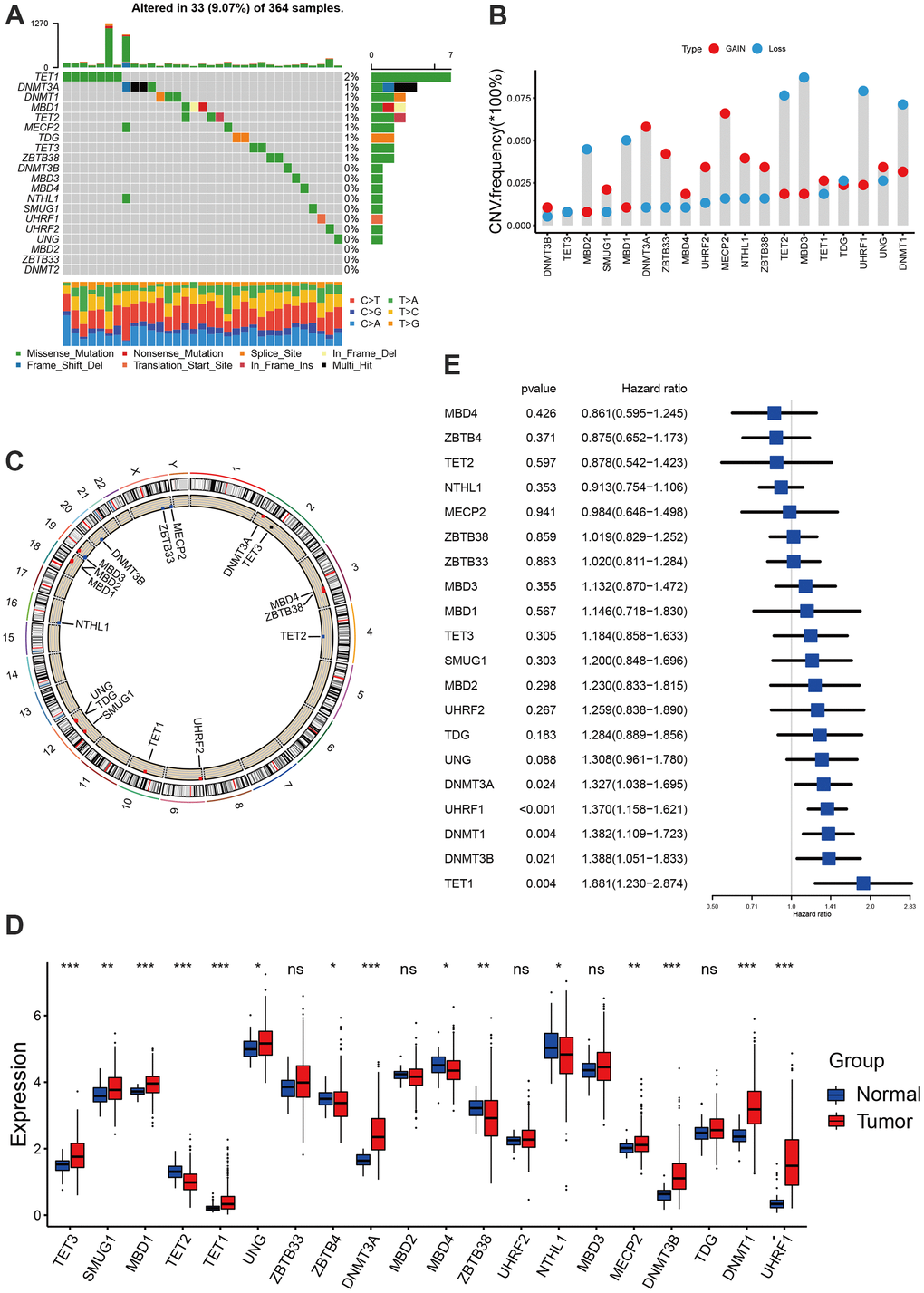 Landscape of DNA methylation regulators in hepatocellular carcinoma. (A) The mutation landscape of 20 DNA methylation regulators in TCGA-LIHC cohort. (B) The Copy number variation frequency of 20 DNA methylation regulators. (C) The position of the 20 regulators in the chromosome. (D) Expression of 20 regulators in tumor and normal samples based on TCGA-cohort. (E) Survival analyses for the 20 regulator genes using univariate Cox regression model. All data analyses were based on the TCGA-LIHC cohort. CNV, copy number variation. Ns, not significant. *P 